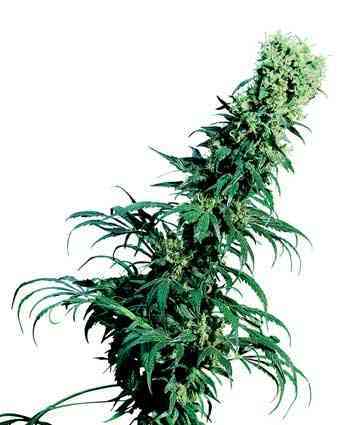 Early Pearl > Sensi Seeds | Regular Marijuana   |  Sativa